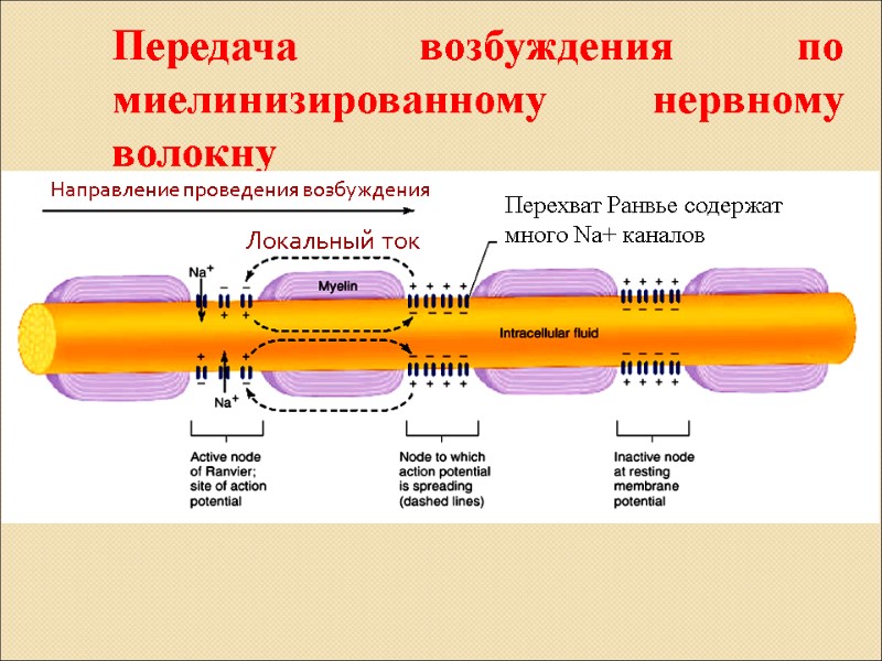 Передача возбуждения по миелинизированному нервному волокну Перехват Ранвье содержат много Na+ каналов Локальный ток
